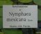 Nymphaea mexicana 2.jpg