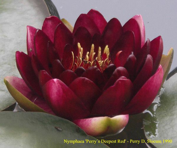 Nymphaea 'Perry´s Deepest Red'