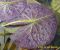 Nymphaea Siam Purple 1_ 6.jpg